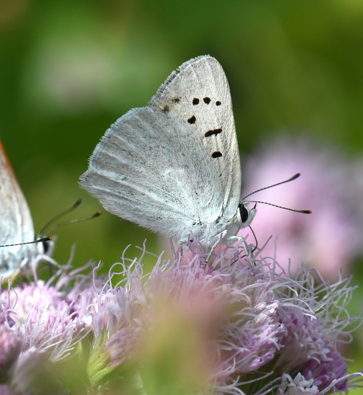 Ruddy Copper: Lycaena rubidus