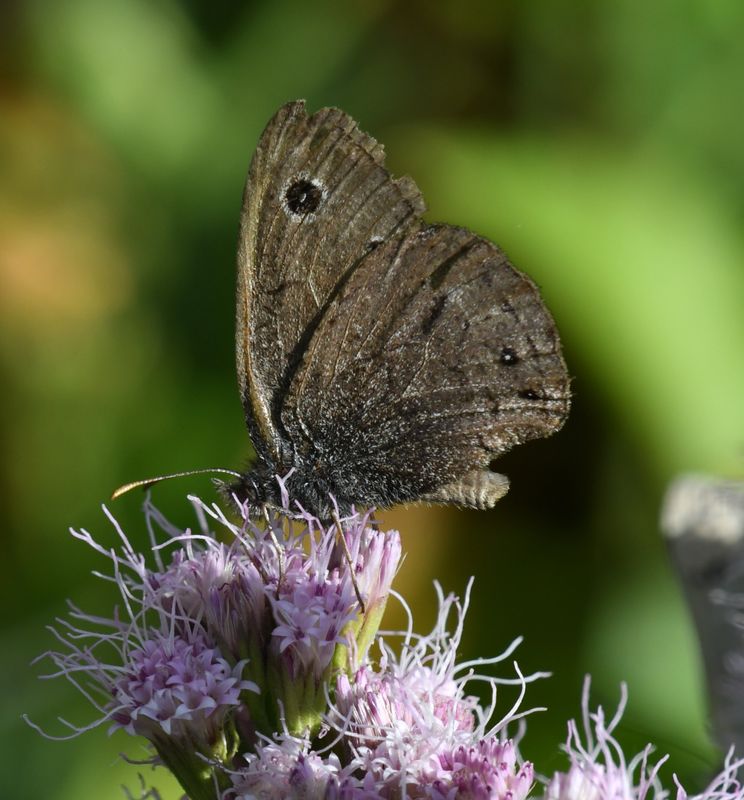 Dark Wood Nymph: Cercyonis oetus