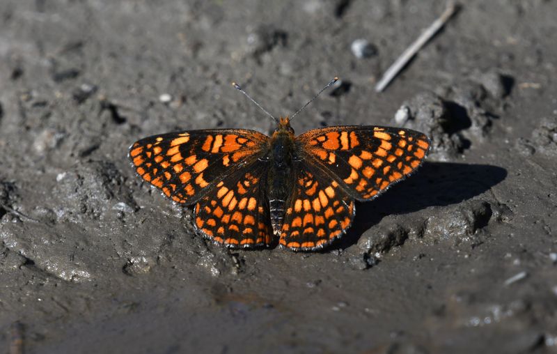 Northern Checkerspot: Chlosyne palla