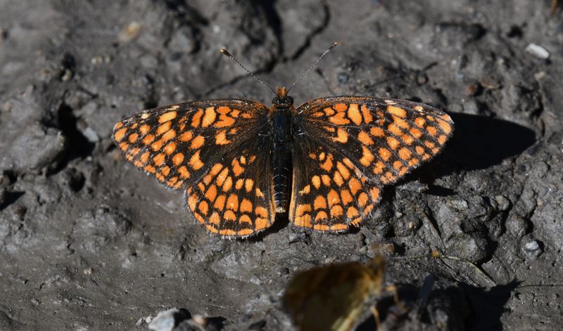 Northern Checkerspot: Chlosyne palla