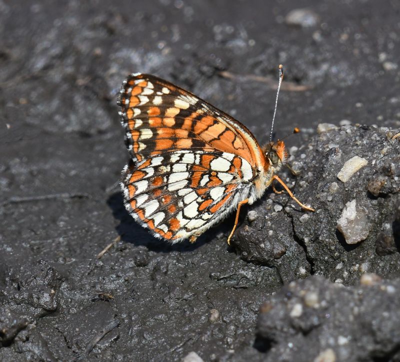 Northern Checkerspot: Chlosyne palla