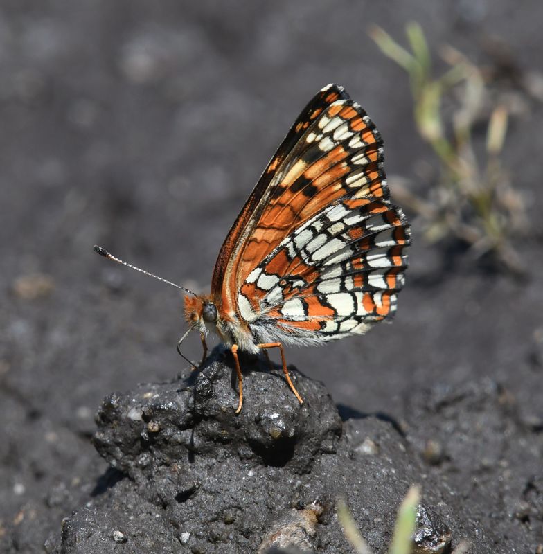 Northern Checkerspot: Chlosyne palla