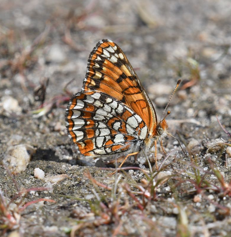 Northern Checkerspot: Chlosyne palla