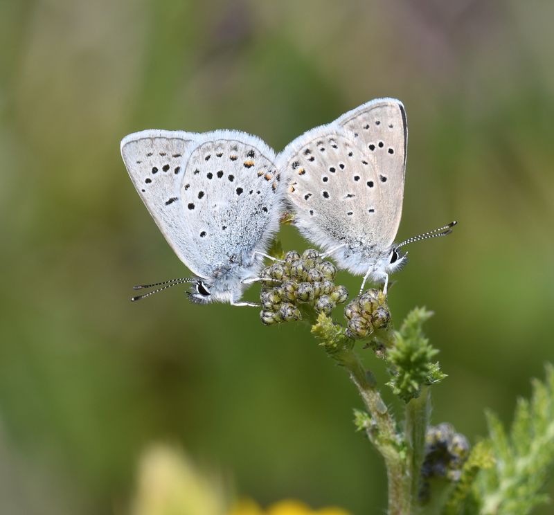Greenish Blue: Icaricia saepiolus