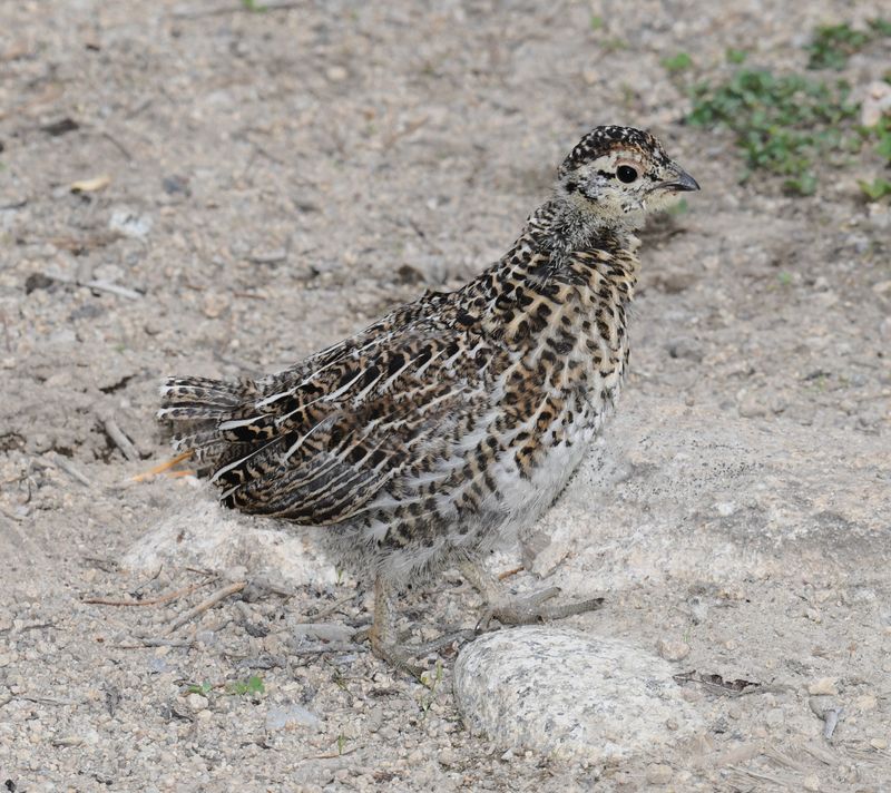 Spruce Grouse
