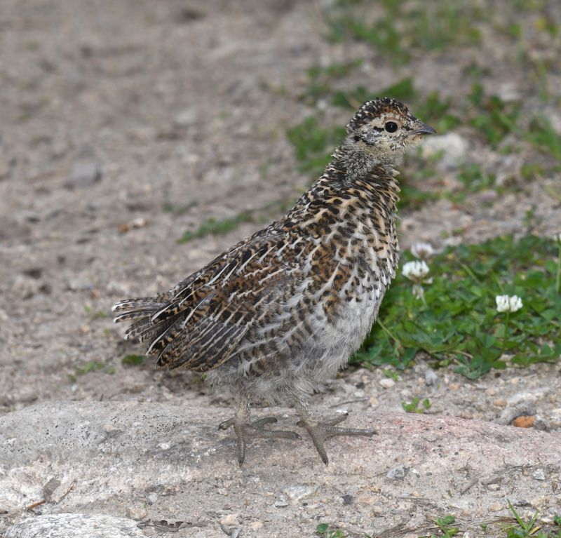 Spruce Grouse