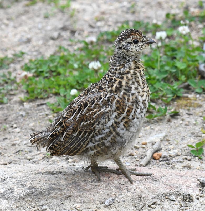 Spruce Grouse