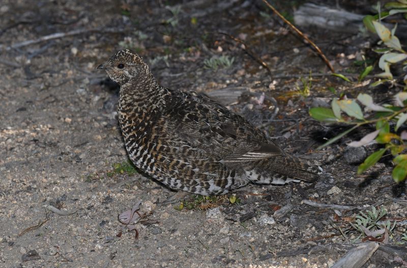 Spruce Grouse