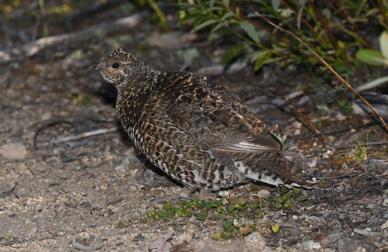 Spruce Grouse