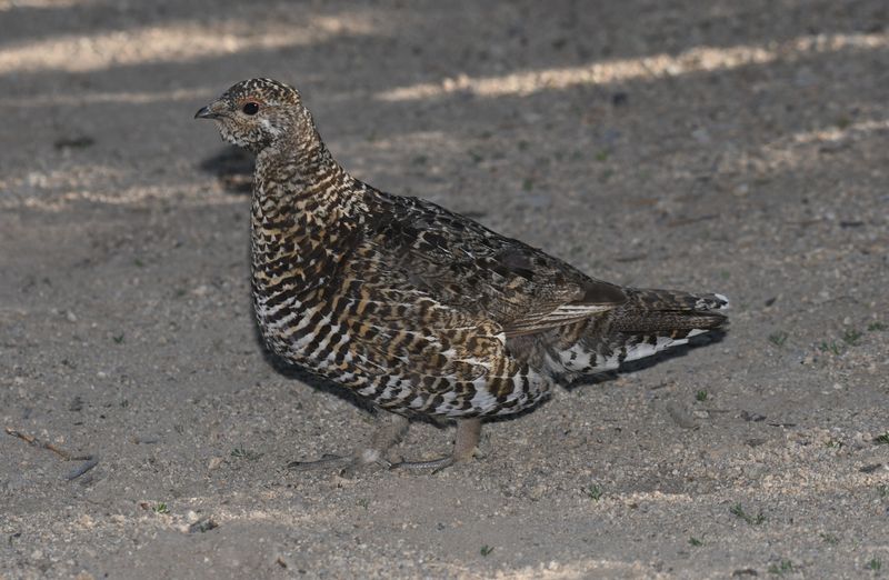 Spruce Grouse