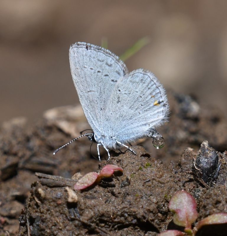 Western Tailed Blue: Cupido amyntula