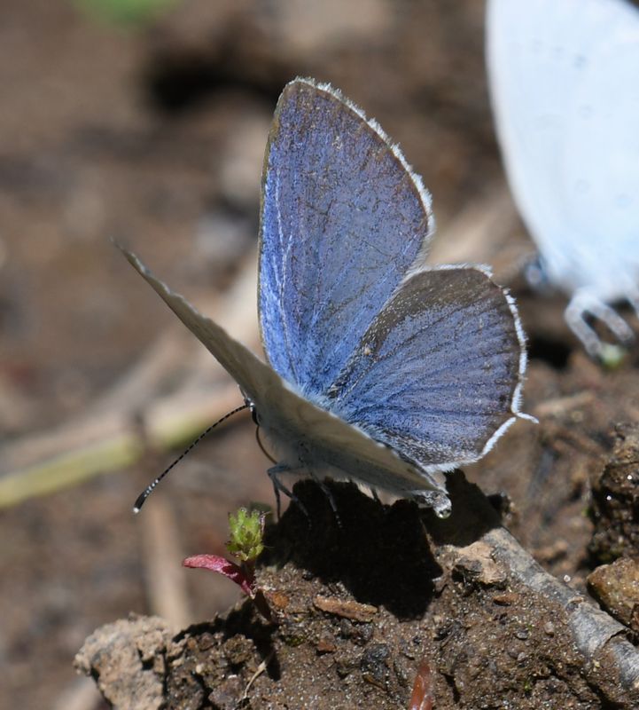 Western Tailed Blue: Cupido amyntula