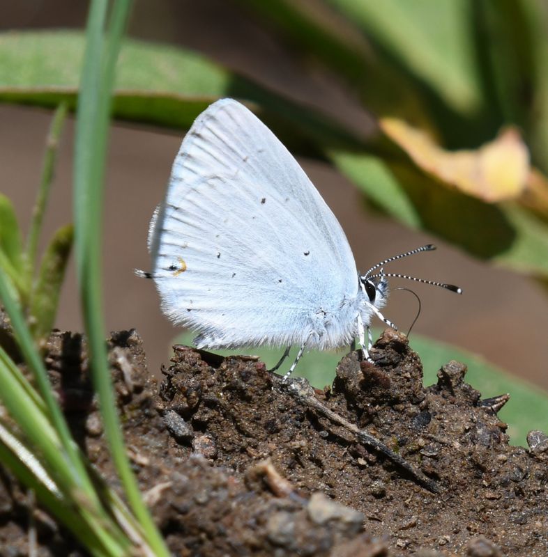 Western Tailed Blue: Cupido amyntula