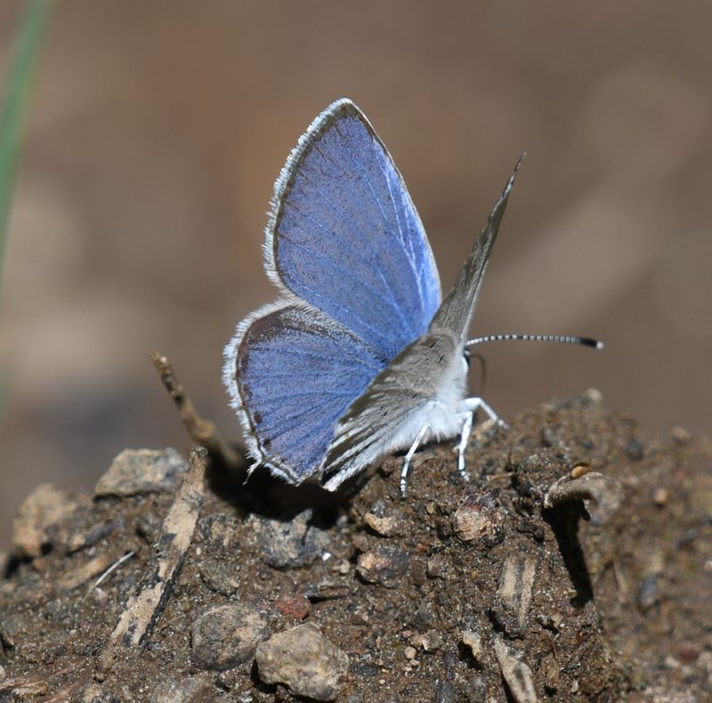 Western Tailed Blue: Cupido amyntula