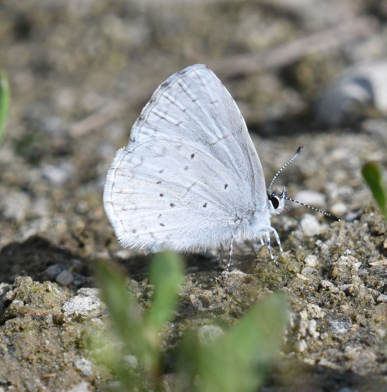 Echo Azure: Celastrina echo
