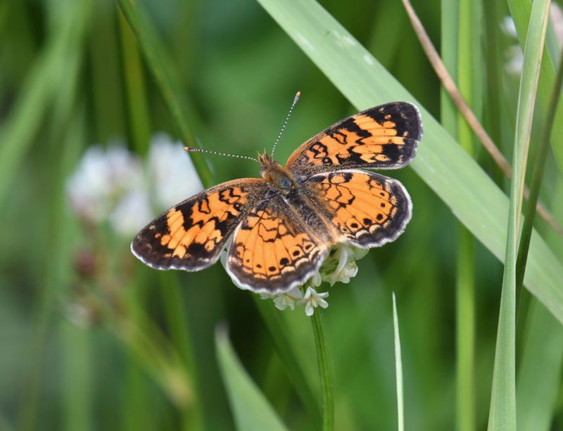 Northern Crescent: Phyciodes cocyta
