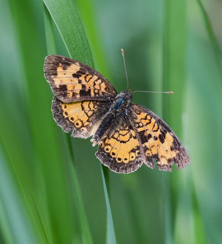 Northern Crescent: Phyciodes cocyta