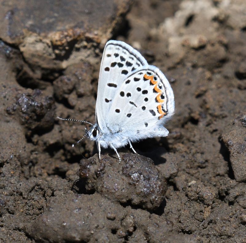 Lupine Blue: Icaricia lupini