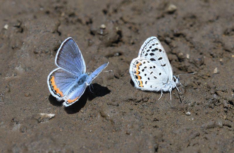 Lupine Blue: Icaricia lupini