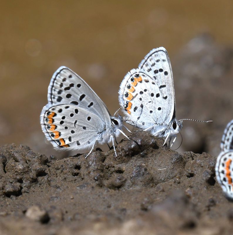 Lupine Blue: Icaricia lupini