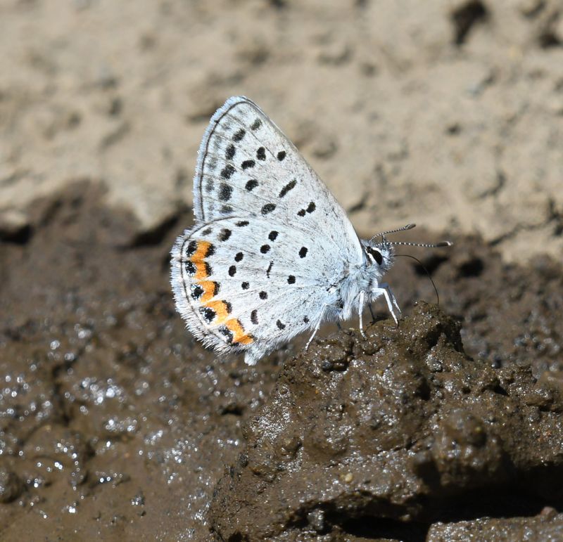 Lupine Blue: Icaricia lupini