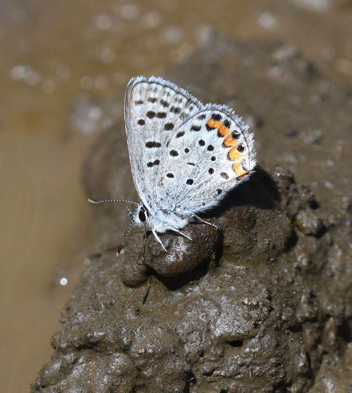 Lupine Blue: Icaricia lupini