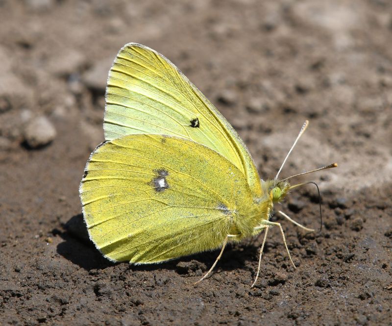 Western Sulphur: Colias occidentalis