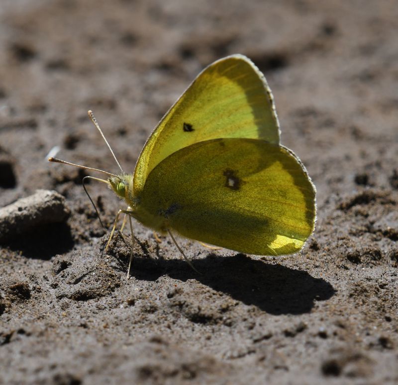 Western Sulphur: Colias occidentalis