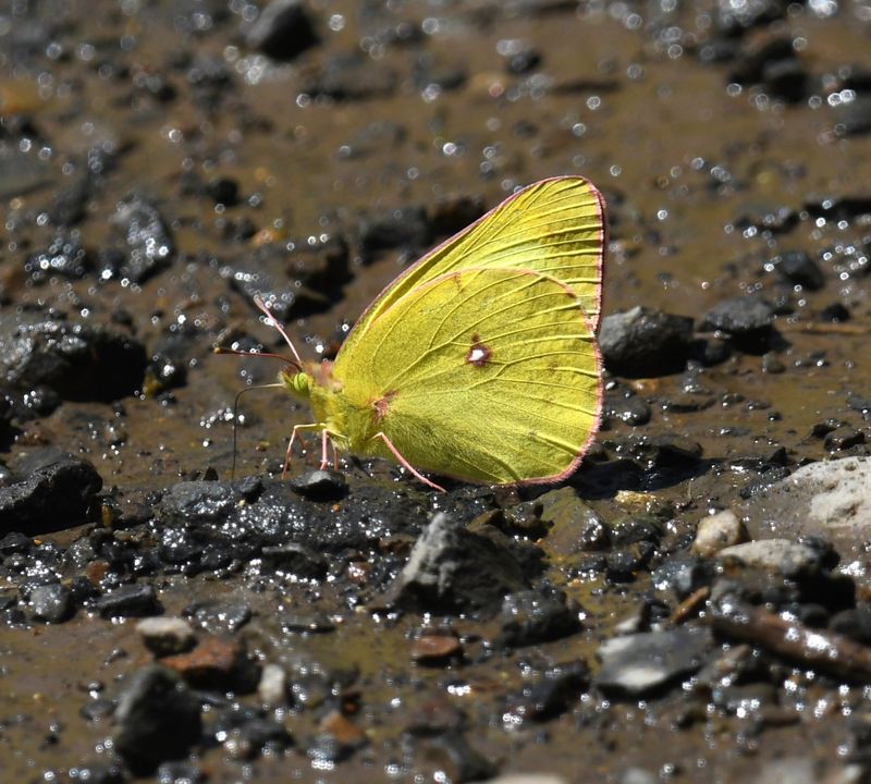 Western Sulphur: Colias occidentalis