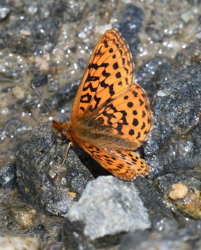 Western Meadow Fritillary: Boloria epithore