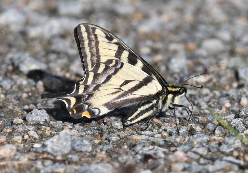 Western Tiger Swallowtail: Papilio rutulus