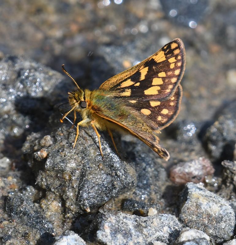 Arctic Skipper: Carterocephalus skada