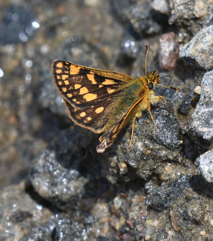 Arctic Skipper: Carterocephalus skada