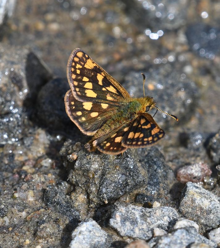 Arctic Skipper: Carterocephalus skada