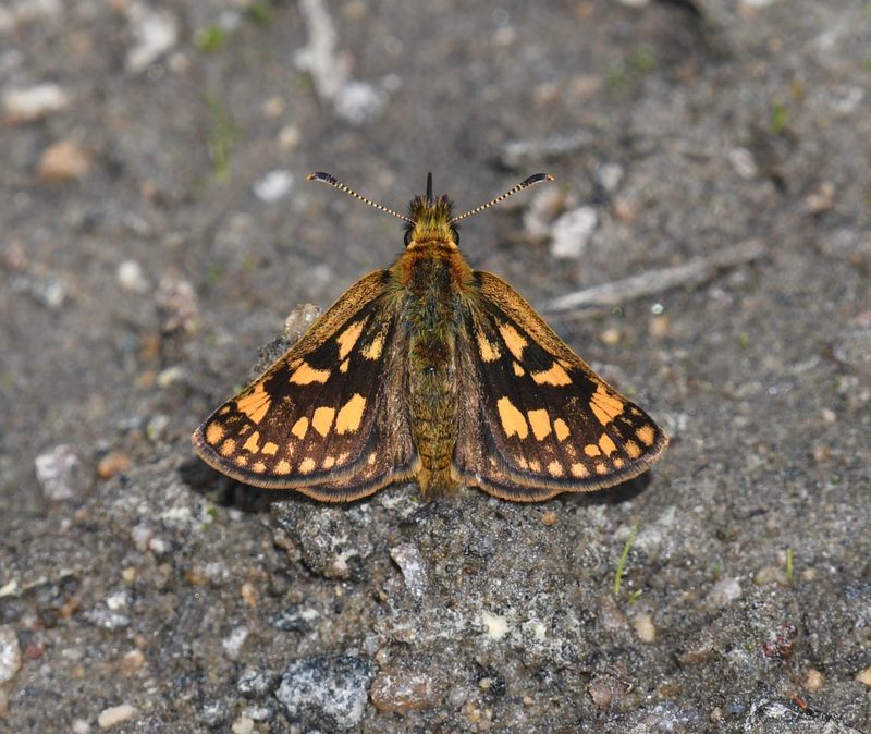 Arctic Skipper: Carterocephalus skada