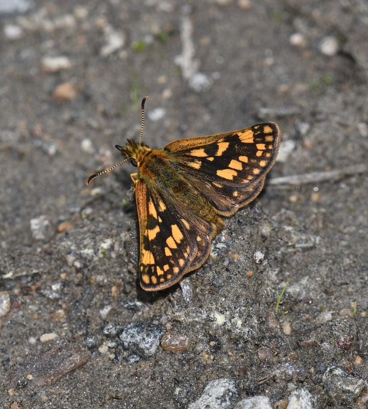 Arctic Skipper: Carterocephalus skada