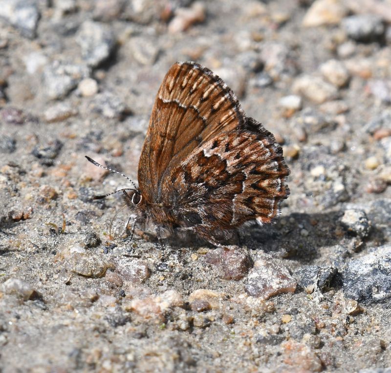 Western Pine Elfin: Callophrys eryphon