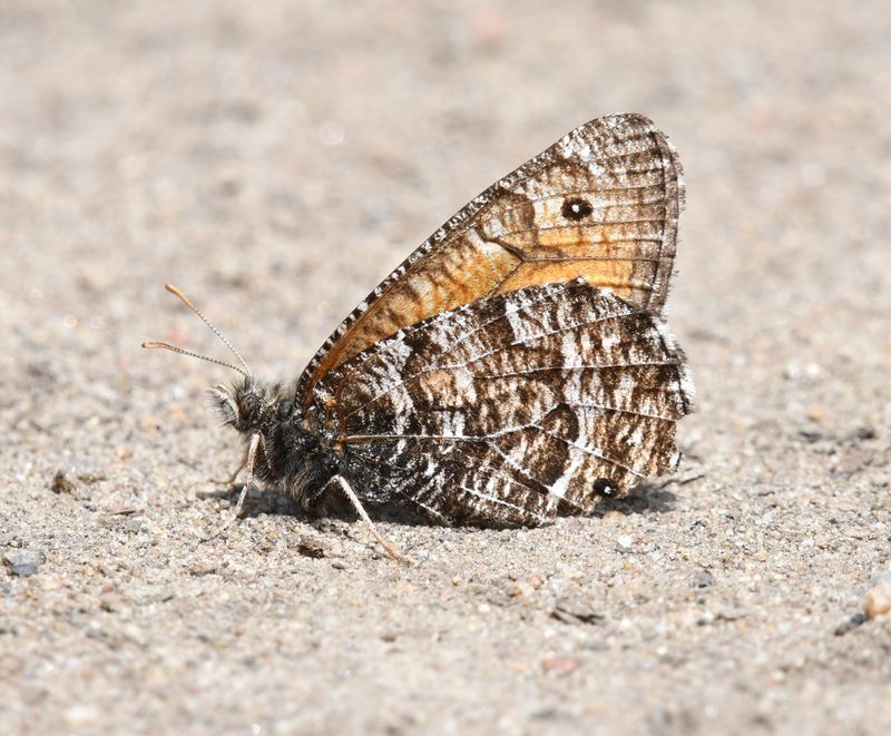 Chryxus Arctic: Oeneis chryxus