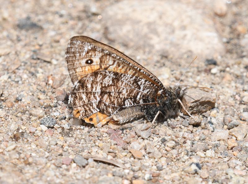 Chryxus Arctic: Oeneis chryxus