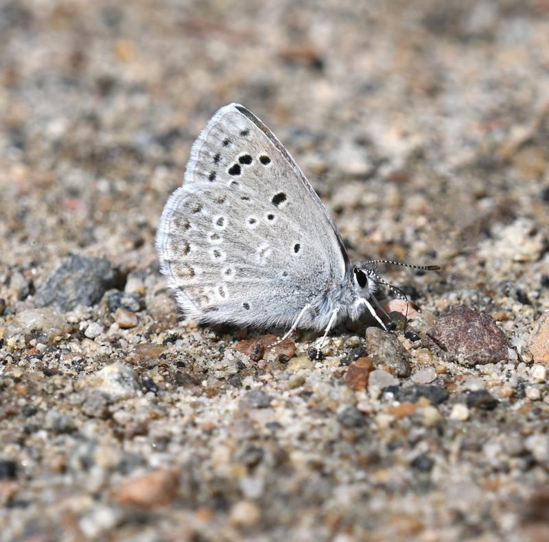 Boisduval's Blue: Icaricia icarioides