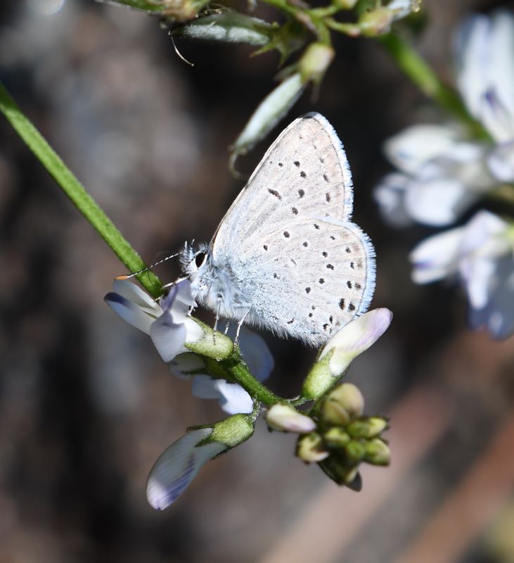 Greenish Blue: Icaricia saepiolus