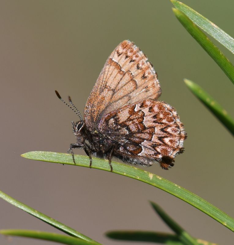 Western Pine Elfin: Callophrys eryphon
