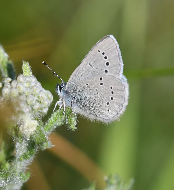 Silvery Blue: Glaucopsyche lygdamus