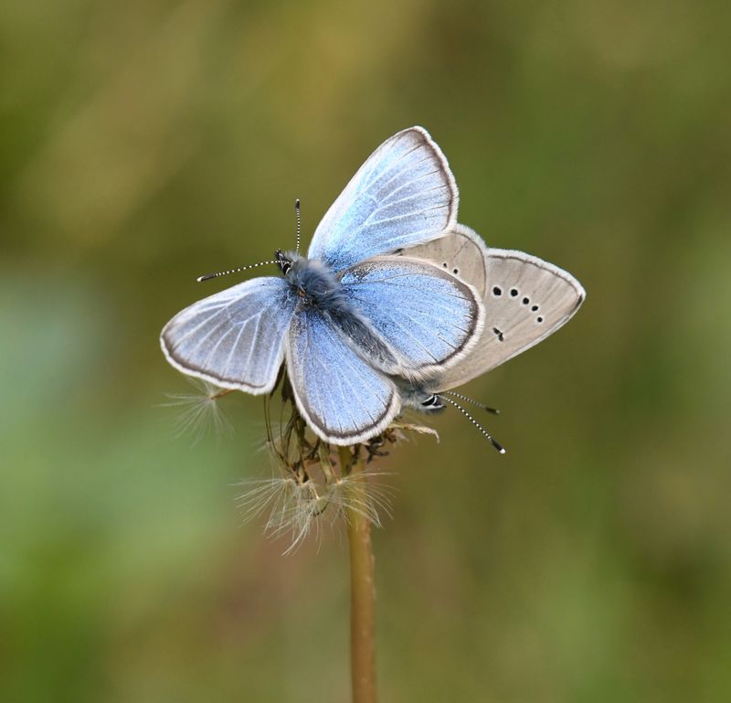 Silvery Blue: Glaucopsyche lygdamus