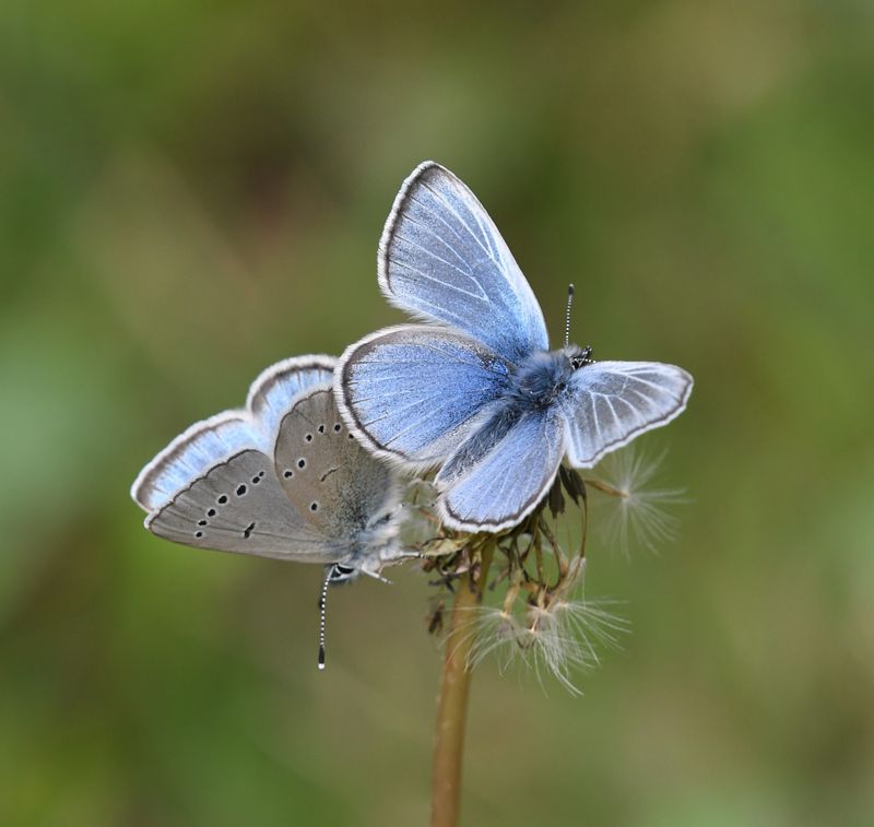 Silvery Blue: Glaucopsyche lygdamus