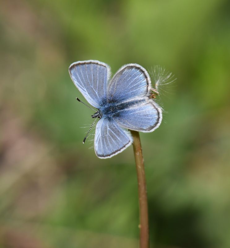 Silvery Blue: Glaucopsyche lygdamus