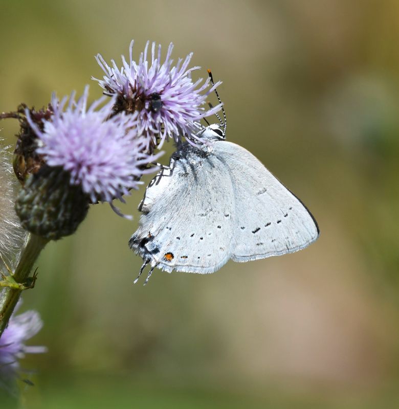 Sylvan Hairstreak: Satyrium sylvinus