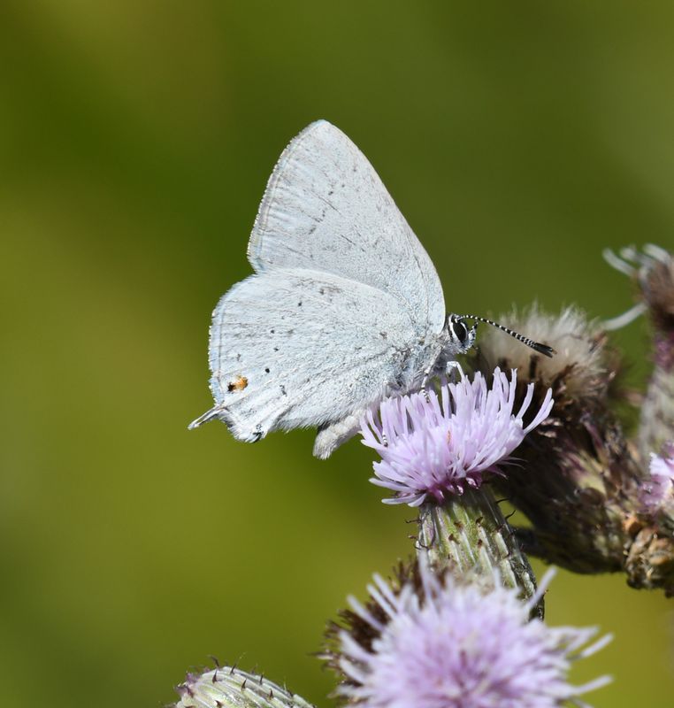Sylvan Hairstreak: Satyrium sylvinus