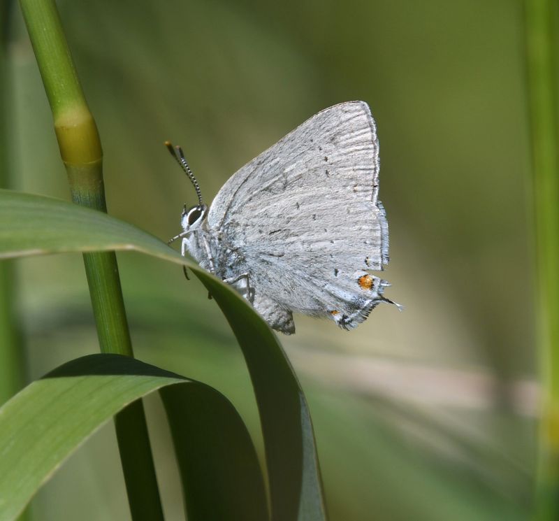 Sylvan Hairstreak: Satyrium sylvinus