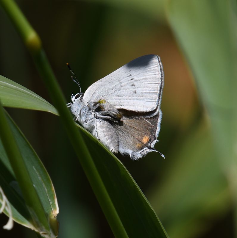 Sylvan Hairstreak: Satyrium sylvinus